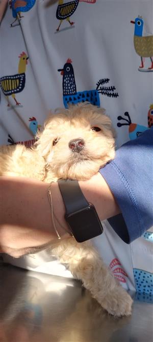 Gorgeous French poodle( toy) 
