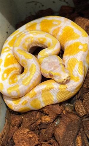 Albino and pied ball pythons available