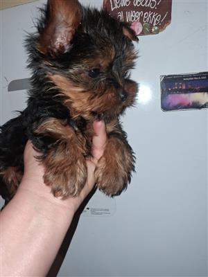 Yorkshire terrier puppy