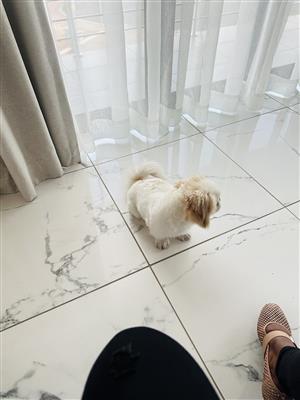  Pekingese male puppy