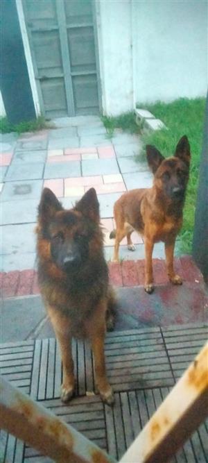 Puppies for sale