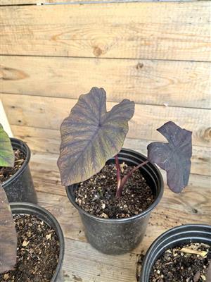 Colosia Black Magic in 17cm pots 