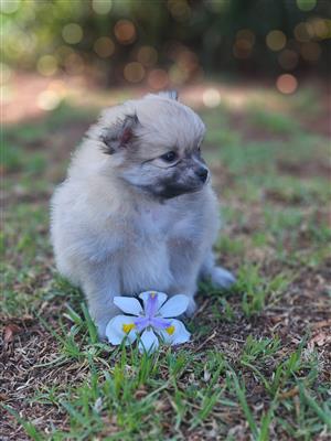 Beautiful Miniature Toypom puppies available 