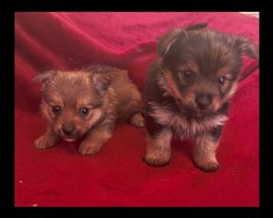 Yorkie pom puppies
