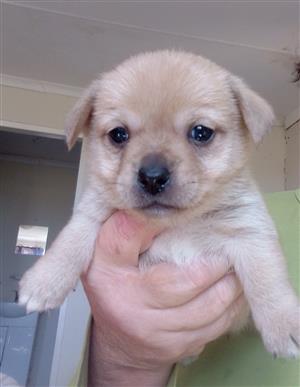 Pug x miniature pinscher puppies