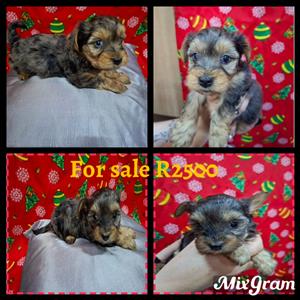 Pure bred yorkie puppies