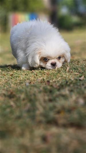 Pekingese puppy 