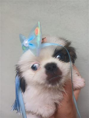 Blue eye Pekingese female 