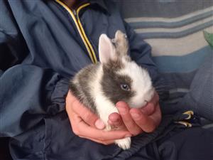 Exquisite,multicoloured bunnies/rabbits for sale