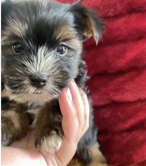 Purebred Traditional Yorkie Puppies