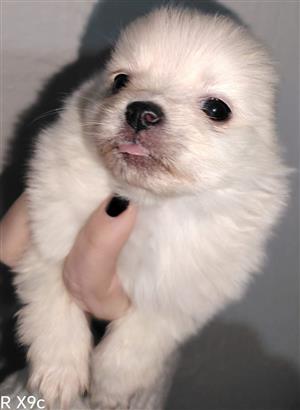 2x MALE POMERANIAN PUPPIES IN KEMPTON PARK, GAUTENG