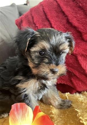 Yorkie puppies