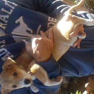 Jack Russell X Pincher
