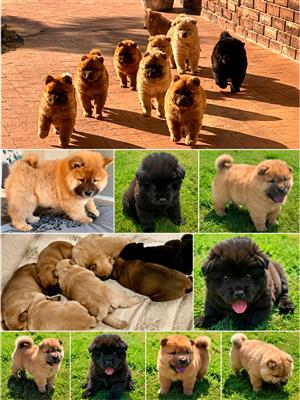 Chow Chow Puppies Av