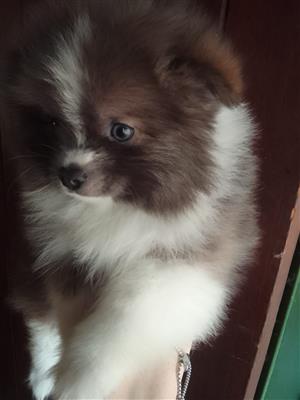 Gorgeous Miniature Toypom puppies available