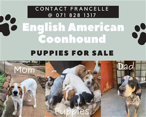English American Coonhound puppy’s for sale