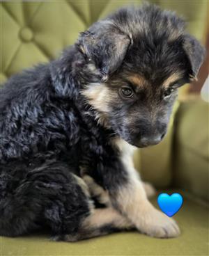 German Shepherd Pups 
