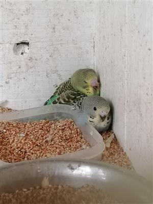 Young budgies for sale, all colors.