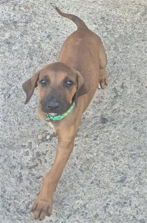 Rhodesian Ridgeback Puppy