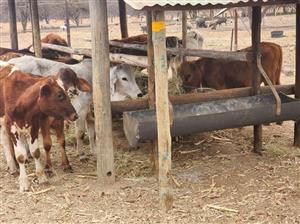 SHEEP and CATTLE farm with Three houses and Rental Income