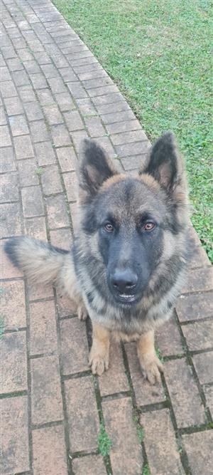 German Shepard puppies 