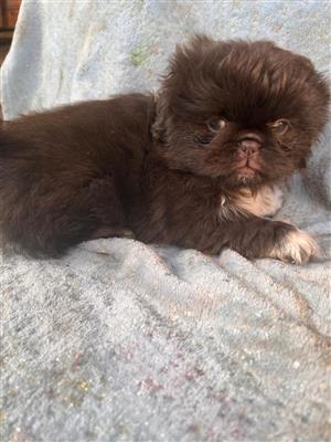 Pekingese puppies