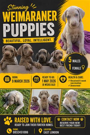 Weimaraner Puppies 