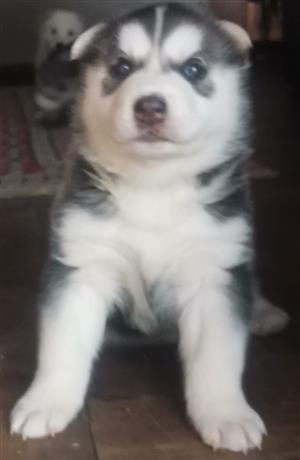 HUSKY PUPPIES IN KLERKSDORP, NORTH WEST