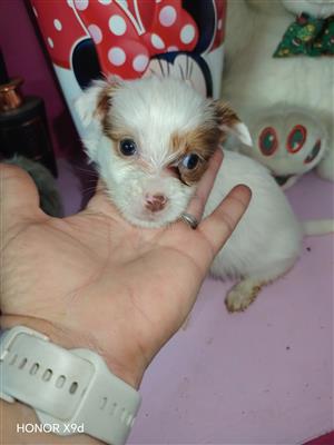 Yorkie puppies