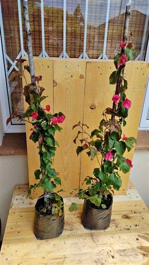 Crimson Jewel Bougainvillea 