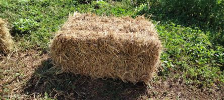 Grass bales for sale