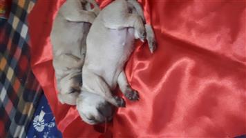 Chihuahua puppies,male and females. Canine registered. 3 weeks will be ready end