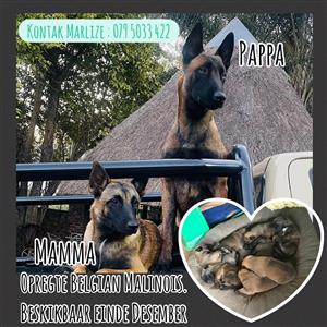 Belgian Malinois for sale