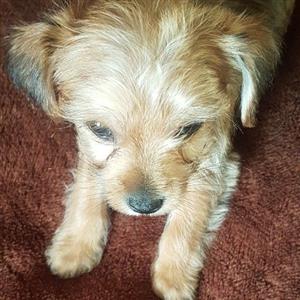 Morkie puppy