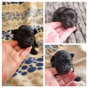 Gorgeous maltipoo companions 
