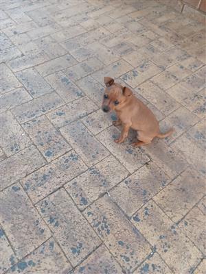 Minatuur Doberman Pincher Reuntjie