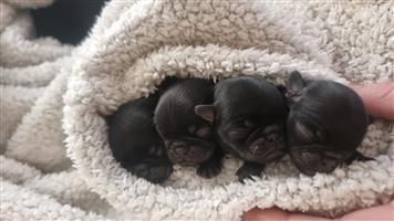 SACBR REGISTERED Pug puppies