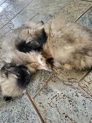 Pekingese Puppies for sale