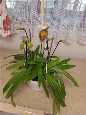 Orgidee Lady slipper