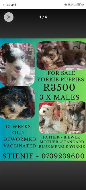 YORKIE MALES PUPPIES  FOR SALE