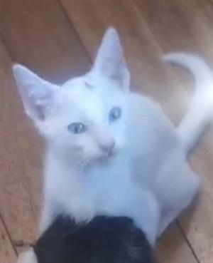 Khao manee kitty 