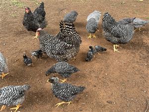 Potch Koekoek hens and roosters and chicks. Whatsapp for price and availability