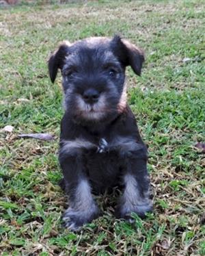 Miniature Schnauzer Puppies (male)