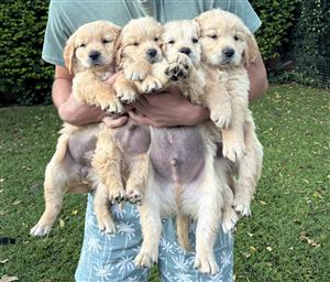 Golden Retriever Pups