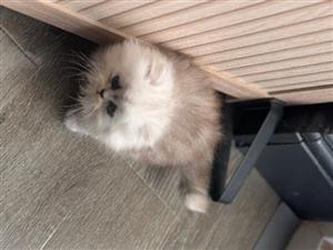 Purebred Persian Kitten – Ready for New Home.