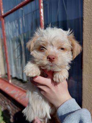 Yorkie x Maltese puppies available 