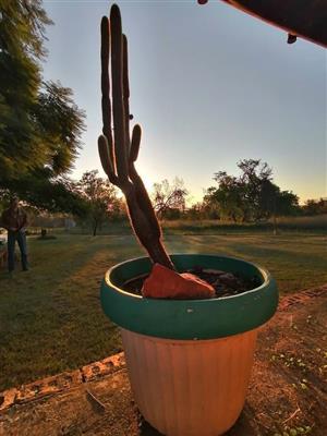 2 Large Mature Peruvian Apple Cactus for Sale – Roodeplaat, Pretoria 