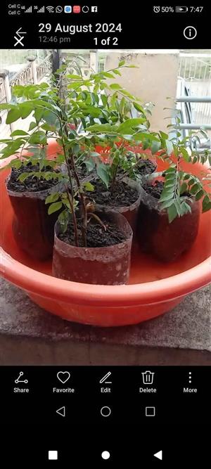 Fresh Curry leaves and trees