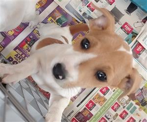 SHORT LEGGED JACK RUSSELL PUPPY 