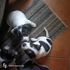 Shortleg jack russel puppies for sale
